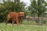 DOGUE DE BORDEAUX 261